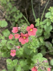 Jamesbrittenia breviflora