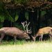 Red Deer - Photo anonymous, no known copyright restrictions (public domain)