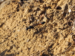 Ammophila campestris