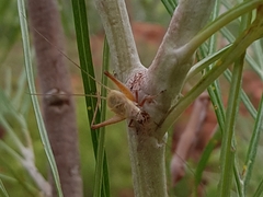 Eurepa wirkutta