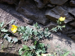 Potentilla adscharica