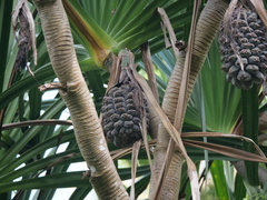 Pandanus christmatensis