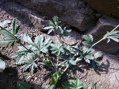 Potentilla adscharica