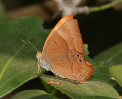 Abisara bifasciata suffusa
