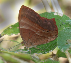 Abisara bifasciata suffusa