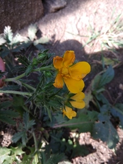 Potentilla adscharica