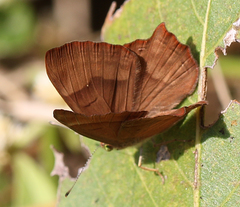 Abisara bifasciata suffusa