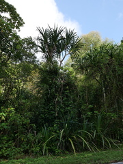 Pandanus christmatensis