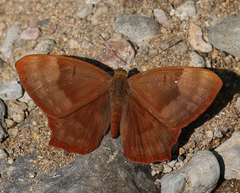 Abisara bifasciata suffusa