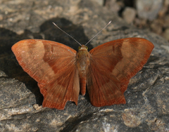Abisara bifasciata suffusa