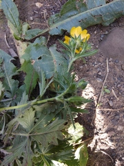 Potentilla adscharica