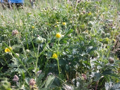 Potentilla inclinata
