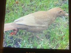Turdus merula