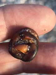 Petaloconchus nigricans