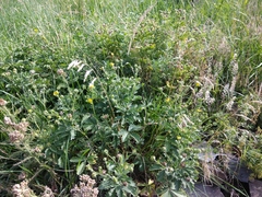 Potentilla inclinata