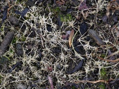 Eragrostis hypnoides