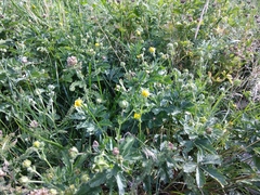 Potentilla inclinata