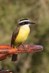 Pitangus sulphuratus