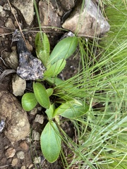 Alepidea