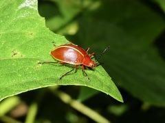 Ellipticus dorbignyi
