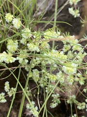 Psammotropha mucronata