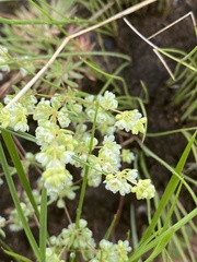 Psammotropha mucronata