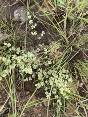 Psammotropha mucronata
