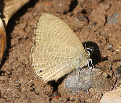 Prosotas nora ardates