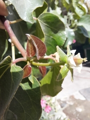 Jatropha vernicosa