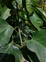 Jatropha vernicosa