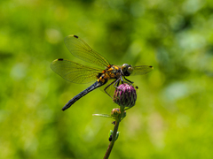 Leucorrhinia orientalis