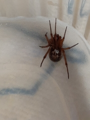 Steatoda nobilis