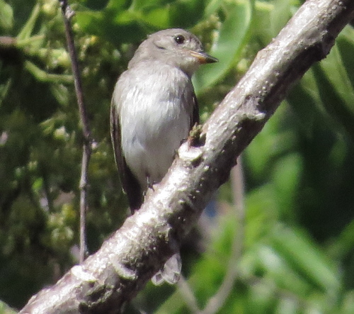 Sumba Brown Flycatcher (Muscicapa segregata), photo 1