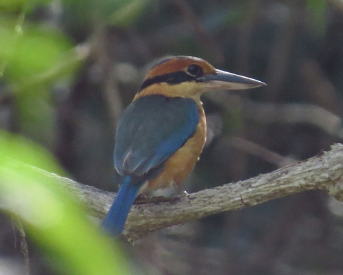 Cinnamon-banded Kingfisher (Todiramphus australasia), photo 7