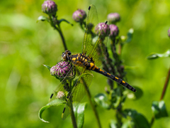 Leucorrhinia orientalis