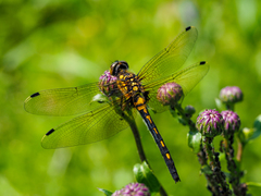 Leucorrhinia orientalis