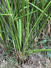 Cyperus textilis