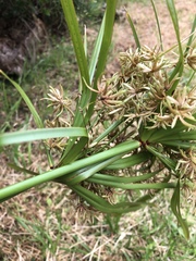 Cyperus textilis