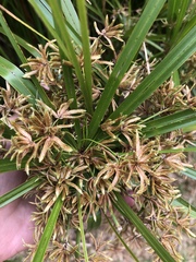 Cyperus textilis