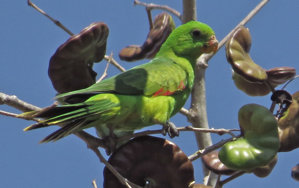 Jonquil Parrot