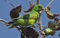 Jonquil Parrot photo 1