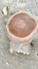 Rhizostomatoidea