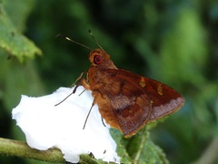 Talides alternata
