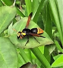 Rhynchium superbum