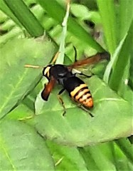 Rhynchium superbum