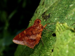 Talides alternata