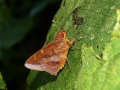 Talides alternata