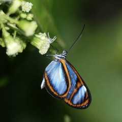 Oleria quintina