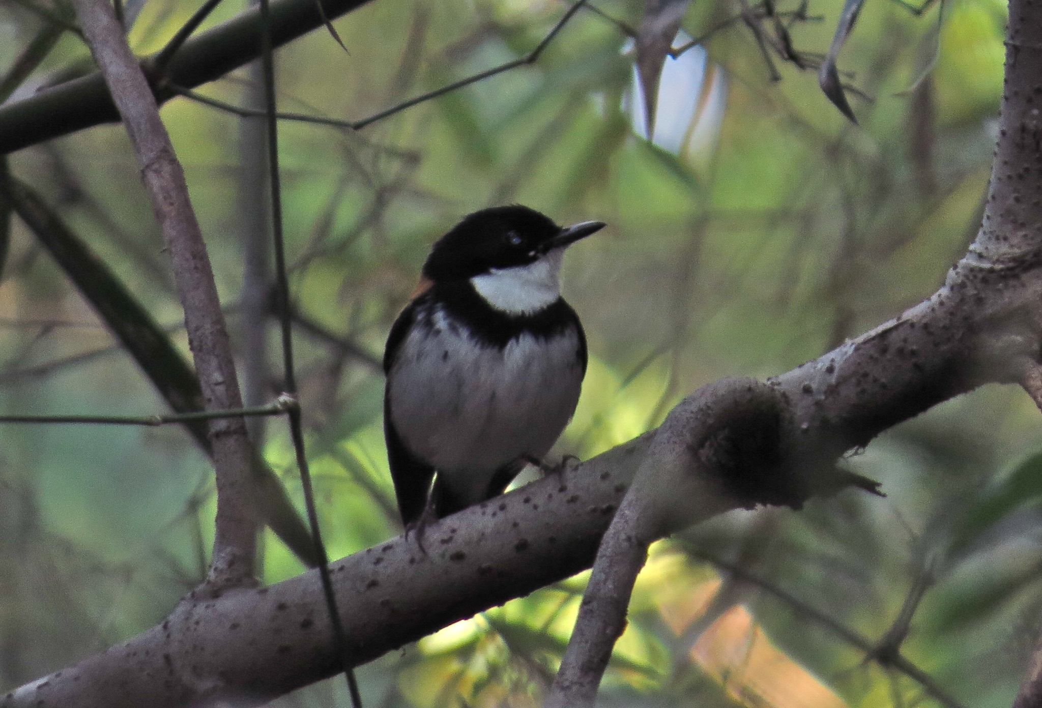 Black-banded Flycatcher illustration