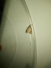 Evergestis rimosalis